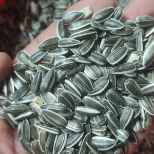 Striped Sunflower Seeds (Small Size)