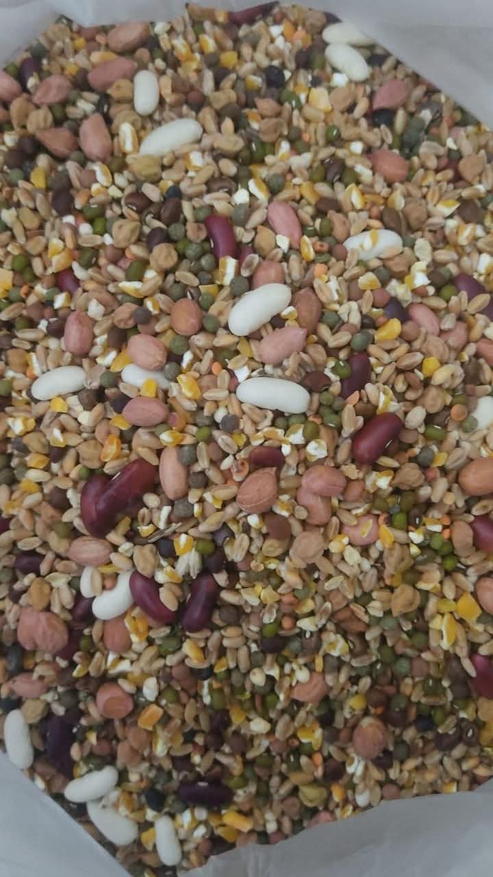 Soft Food for Birds