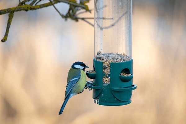 Bird