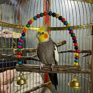 Bird Toy Swing - 1pcs