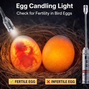 EGG CANDLING LIGHT Check for Fertility in Bird Eggs
